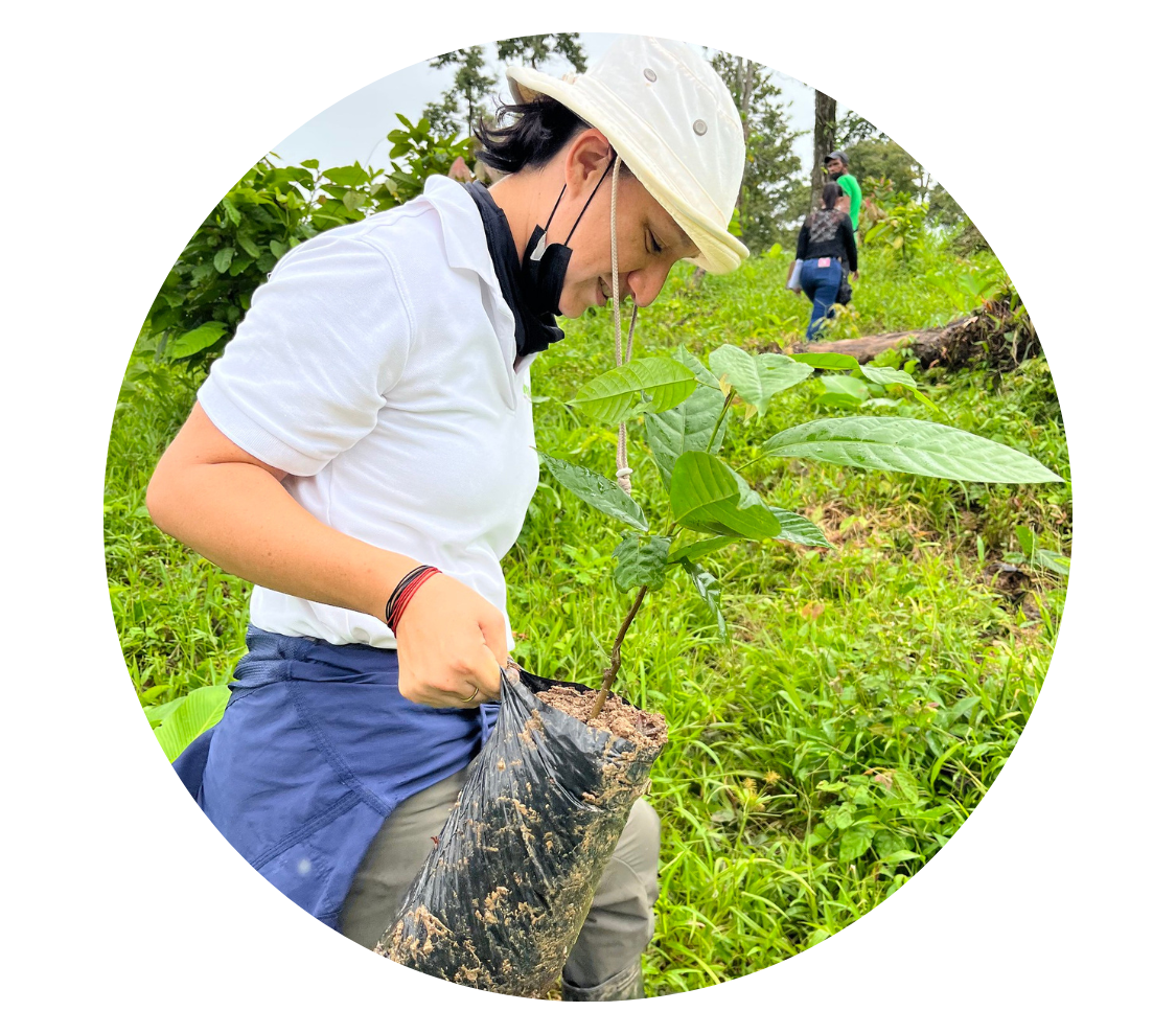 Forstexpertin Julissa Dominguez pflanzt einen Kakaobaum in Panama