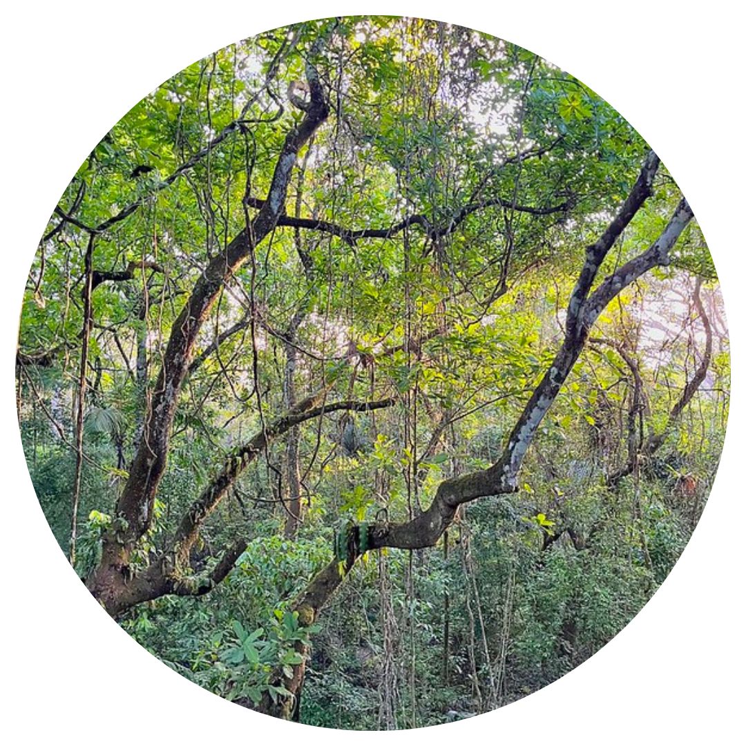 Im ForestFinance Schutzwald in Panama stehen alte Bäume, denen Lianen von den Ästen hängen
