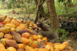 Faultiere fühlen sich in den nachhaltig bewirtschafteten Kakao-Wäldern in Panama und Peru von ForestFinance sehr wohl. 