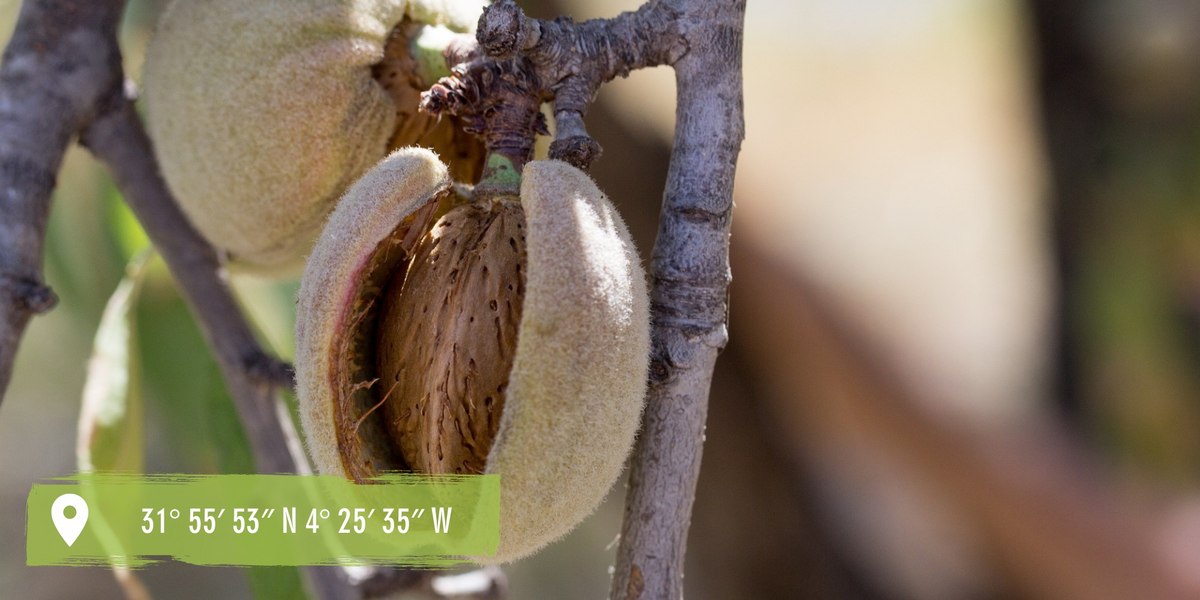 Organic almond farming Morocco