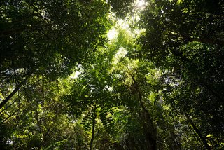 Blick in die Baumkronen eines 20 Jahre alten Mischwaldes von ForestFinance in Panama