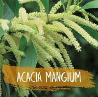 Acacia mangium