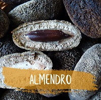 Almendro