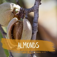 Almonds