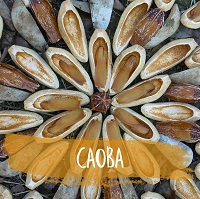 Caoba