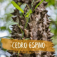 Cedro Espino