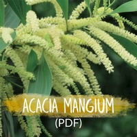 Acacia mangium Baumlexikon