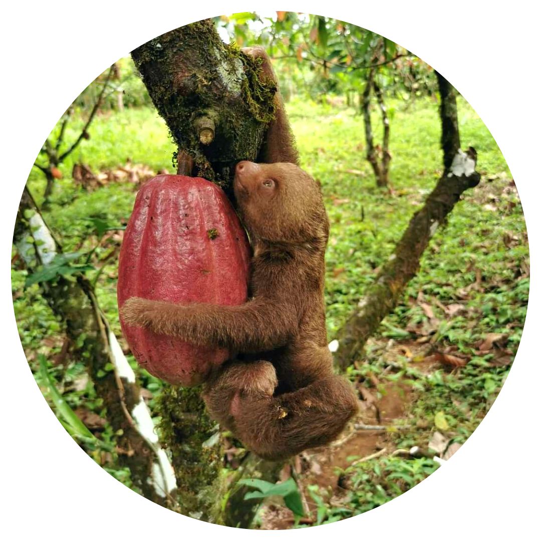 Artenvielfalt in ForestFinance-Wälder: Ein Faultierbaby hängt an einer reifen Kakaofrucht