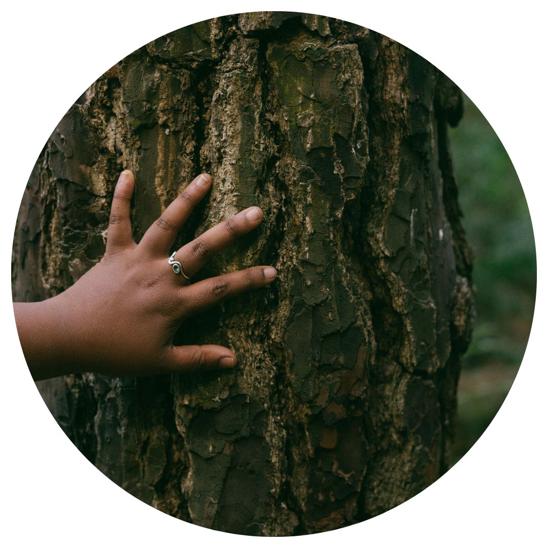 Wertvolle Wälder: Eine Hand auf einer Baumrinde