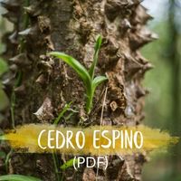 Cedro Espino