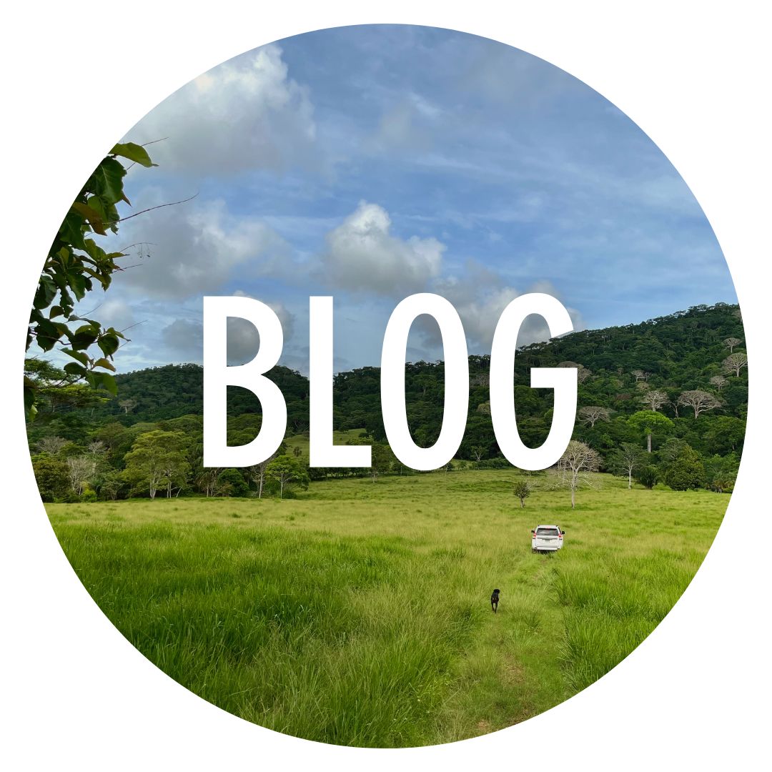 ForestFinance-Blog Platzhalter Wiese mit Wald in Panama