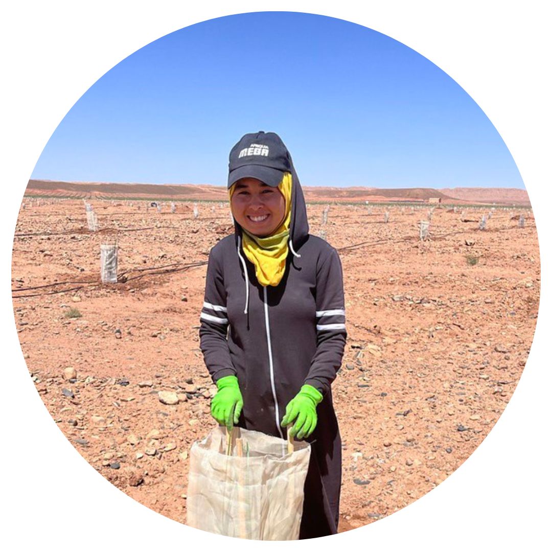 Eine Mitarbeiterin pflegt eine Dattelpalme in der Wüste in Marokko.