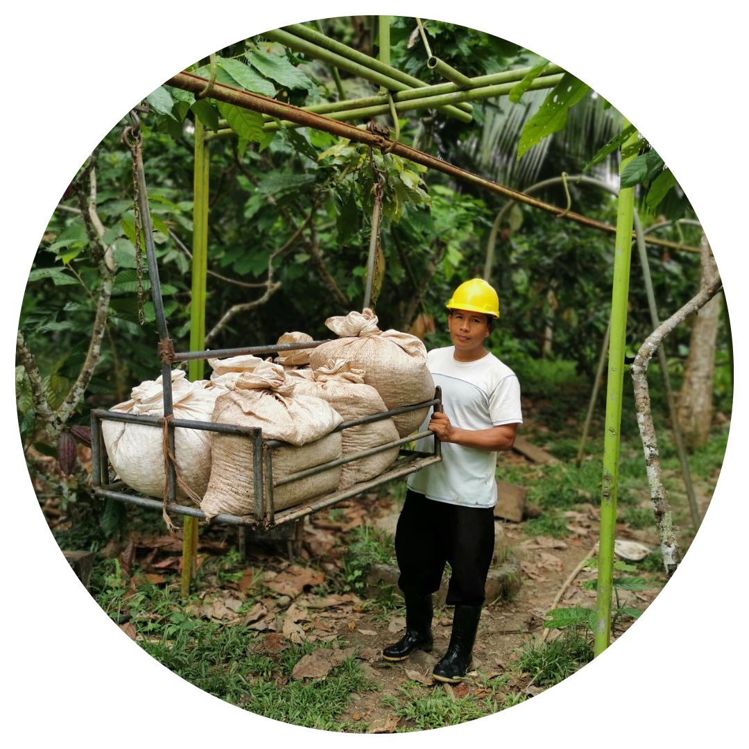 Ein Mitarbeiter in den ForestFinance Kakawäldern in Panama transportiert Kakaobohnen in einem Lastenzug