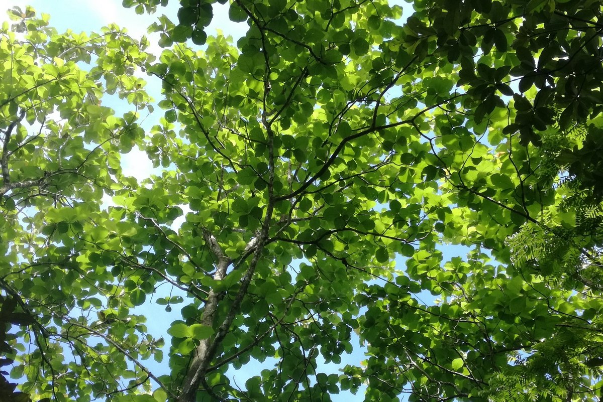 Baum in Panama