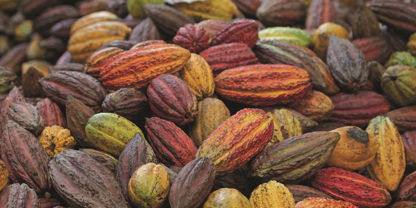 cocoa fruits