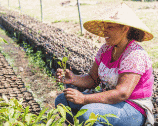 tree nursery, 20,000 customers