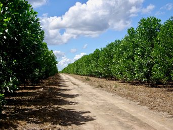 Acacia trees, finca La Paz