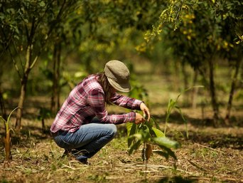 Marisol Najarro, planting cocoa seedlings