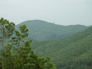 Wald, Klimaschutz