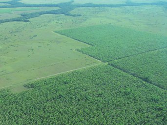 Acacia forests from above