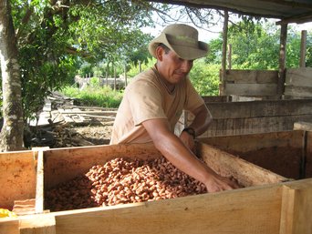 Fermentation der Kakaobohnen
