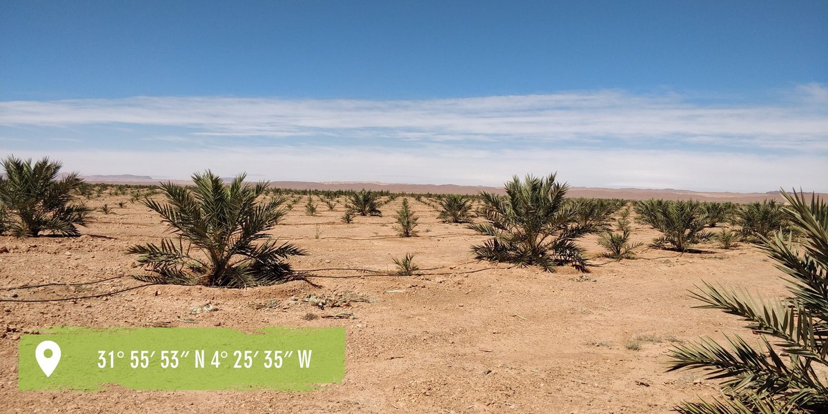 Organic farming olives and dates in Morocco