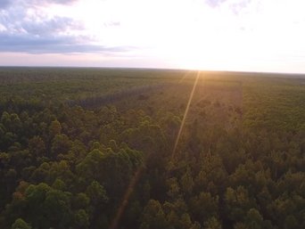 Acacia forests from above