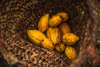 cocoa fruits