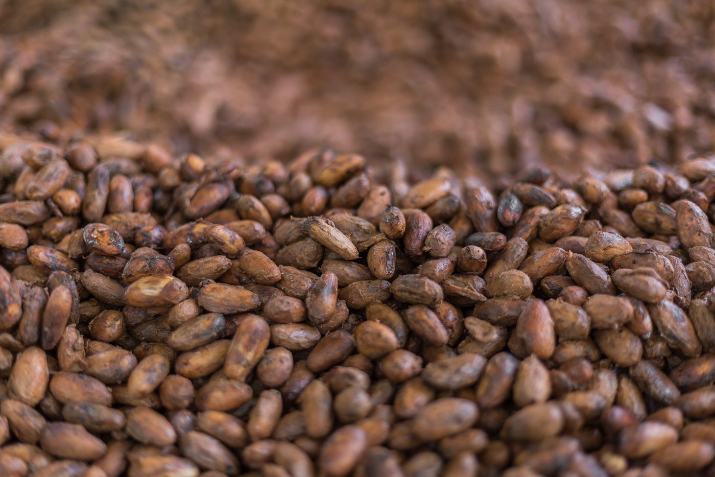 cocoa beans