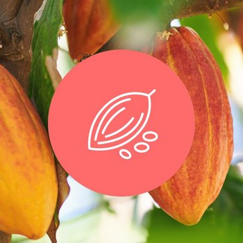 Cocoa forest protection with SchokoBaum