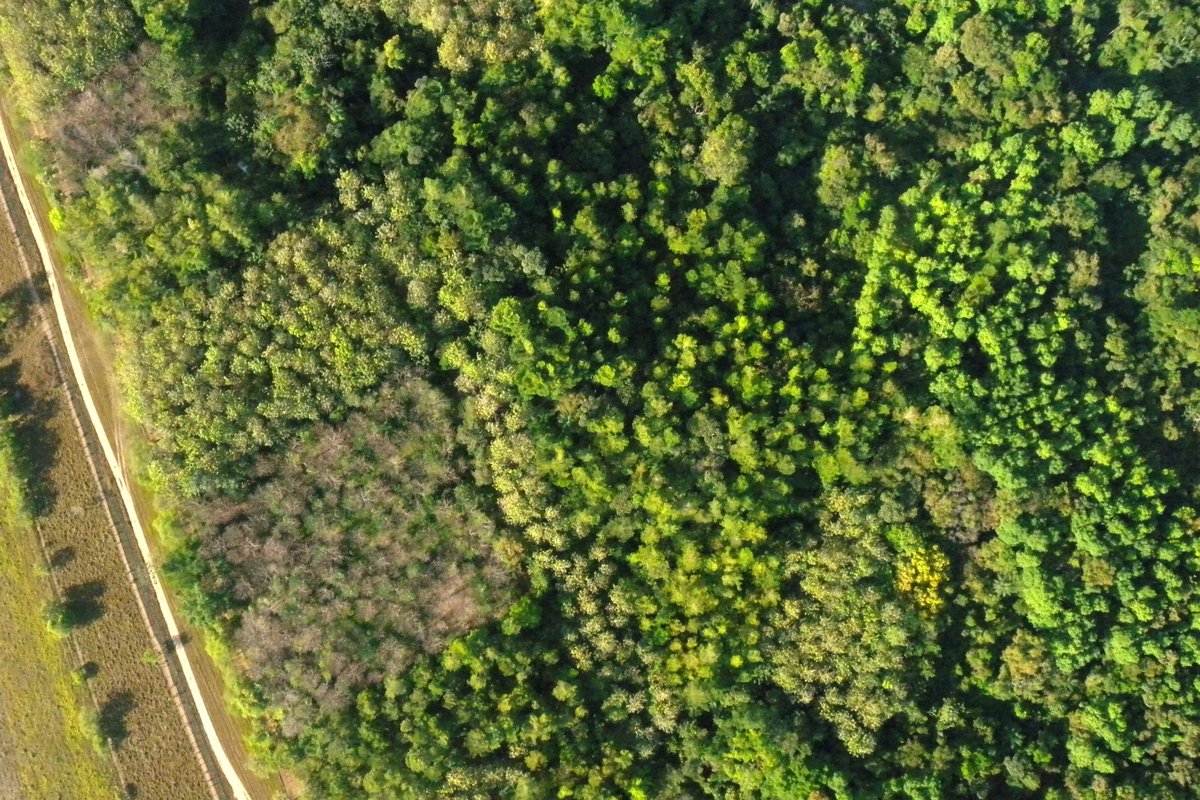 Ein Aufgeforsteter Mischwald von ForestFinance auf der Finca Los Rios I in Panama.