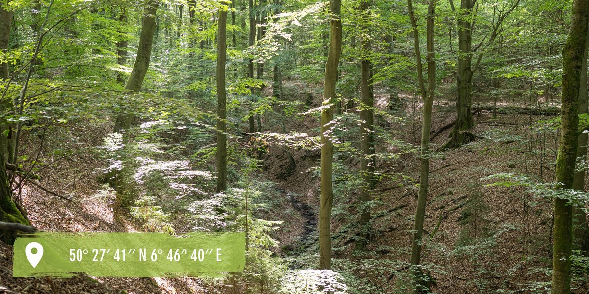 Waldreservat WildeBuche Hümmel