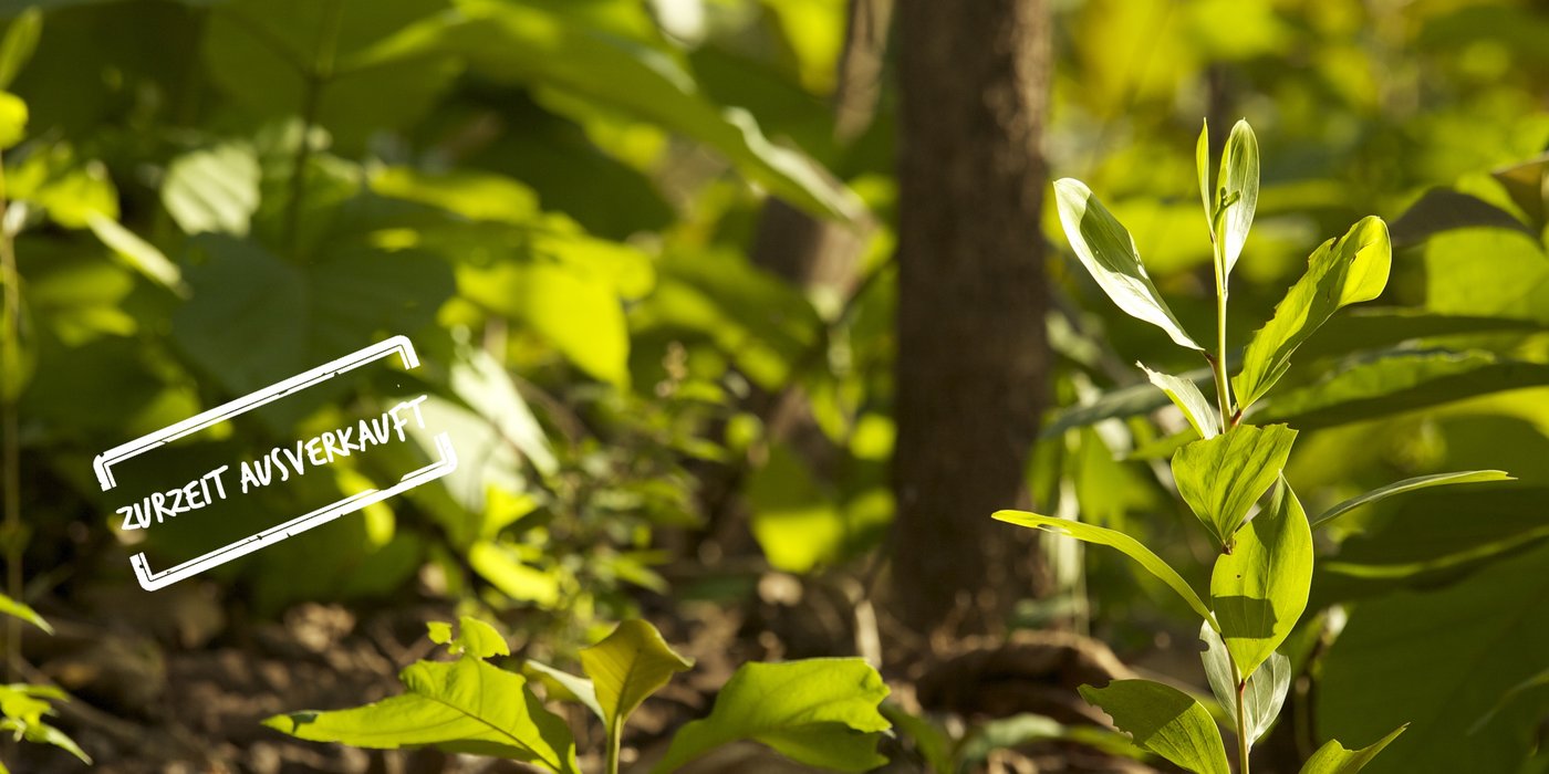 GreenAcacia zurzeit ausverkauft