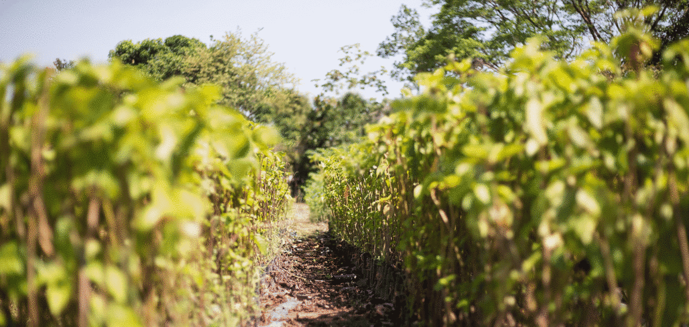 tree nursery, Panama