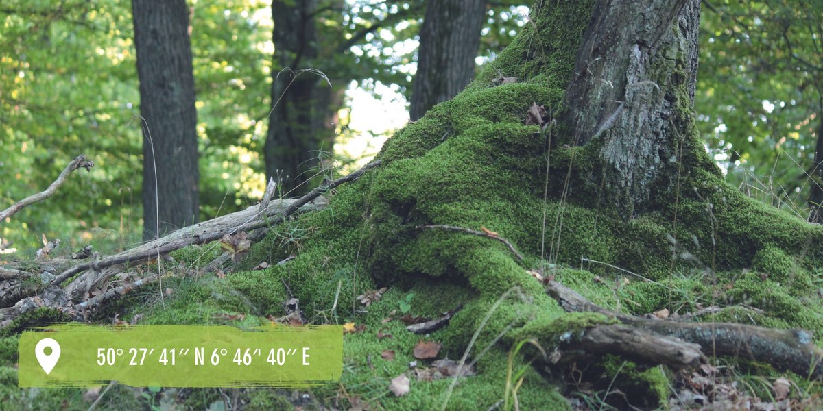 Waldfriedhof Eifel Bestattung & Naturschutz