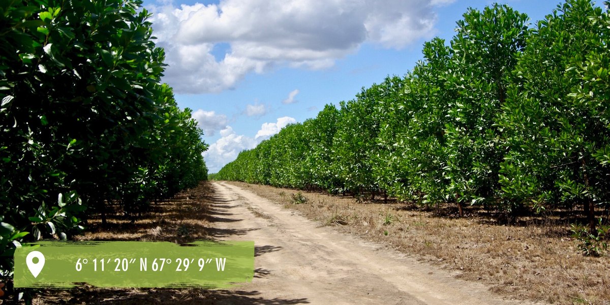 acacia reforestation in Colombia