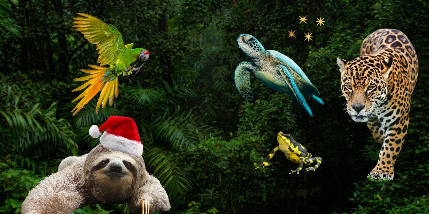 Zu Weihnachten Artenschutz schenken und schützen im GeschenkBaum-Shop