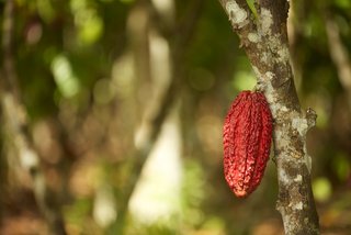 cocoa, UTZ-certified