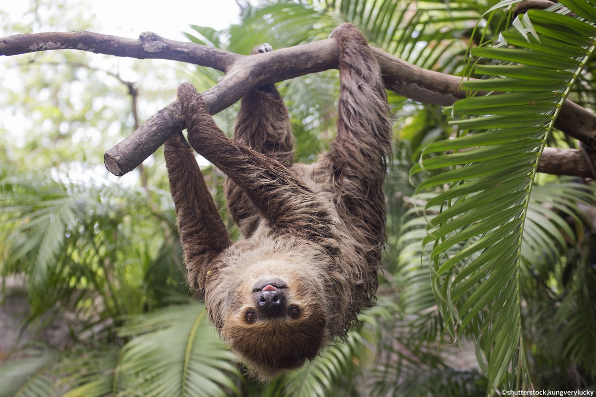 sloth