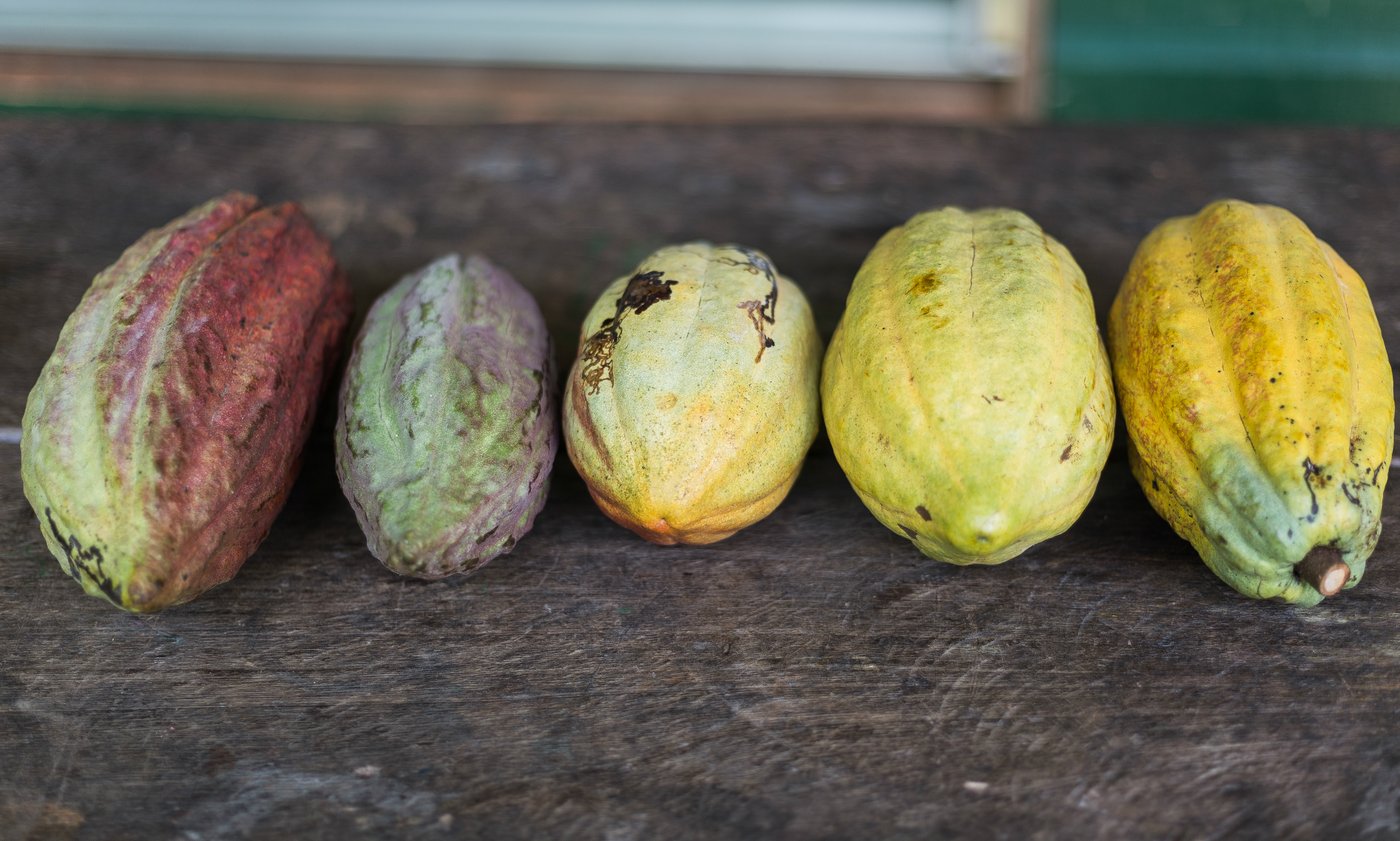 cocoa fruits