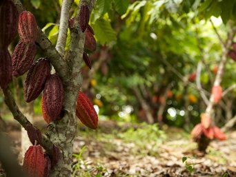 Kakaofrüchte, Finca Sisa, Peru
