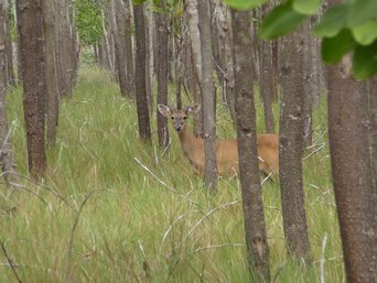 White-tailed deer