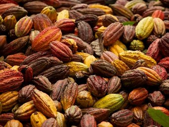 Cocoa fruits after the harvest