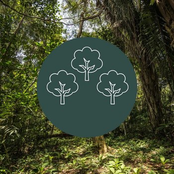 Rainforest protection with WaldSchützer