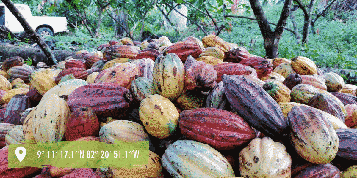 Panama Kakao