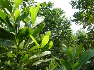 Acacia plants