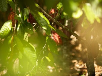 Cocoa forest, finca Sisa Peru