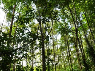 Wald, BaumSparVertrag