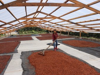 Drying of cocoa beans