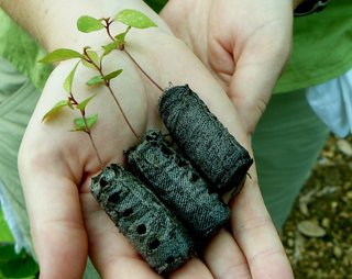 Seedlings